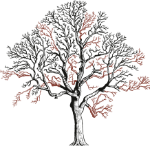 1531127358c4251-oak-treecrownthinbefore